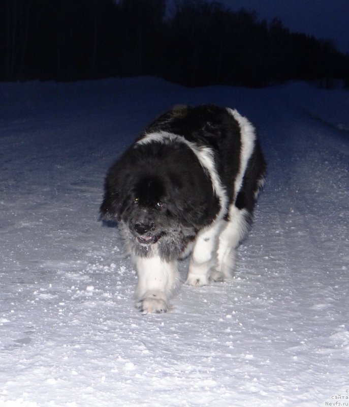 Фото: ньюфаундленд Фиаметтахауз Претти Дрим