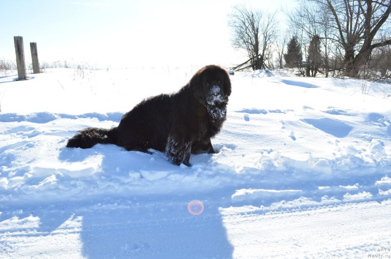 Фото: ньюфаундленд Зерро