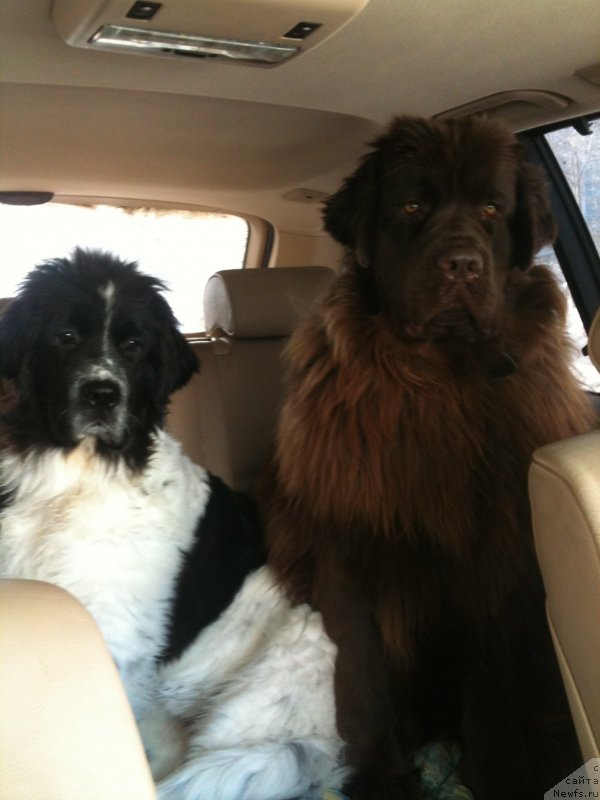 Фото: ньюфаундленд Сент Джонс Вива Виктория (Sent Djons Viva Viktoria), ньюфаундленд Ван Лен Тайм Женевьева