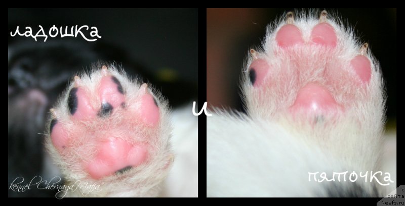 Фотография № 119183