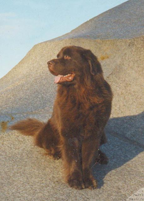 Фото: ньюфаундленд Милорд Браун