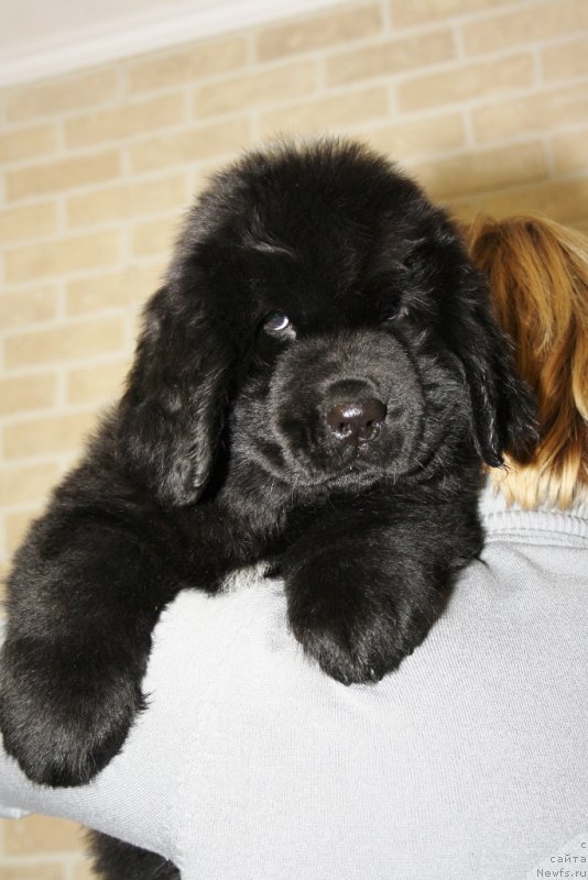 Фото: ньюфаундленд Акватория Келвин Цамбия