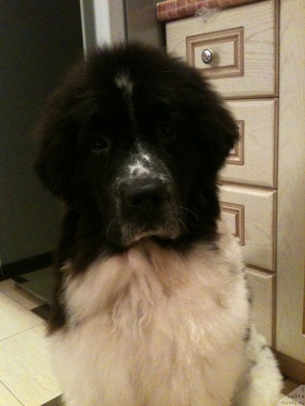 Фото: ньюфаундленд Сент Джонс Вива Виктория (Sent Djons Viva Viktoria)