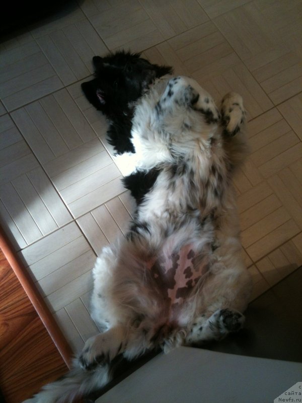 Фото: ньюфаундленд Сент Джонс Вива Виктория (Sent Djons Viva Viktoria)