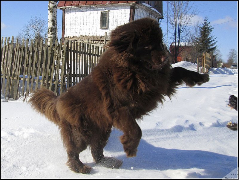 Фото: ньюфаундленд Хозяйка Дома с Берега Дона (Hozjajka Doma s Berega Dona)