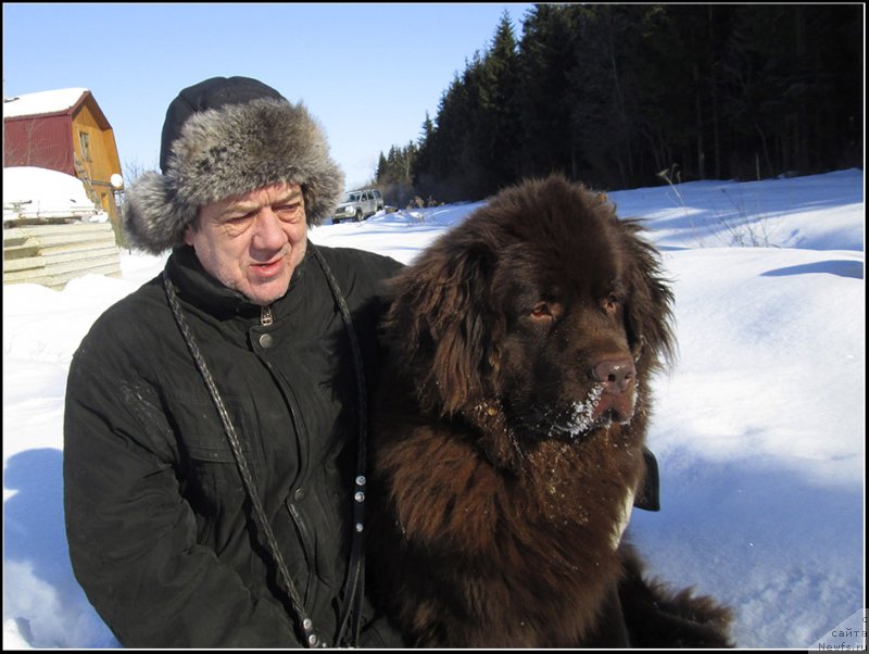 Фото: ньюфаундленд Хозяйка Дома с Берега Дона (Hozjajka Doma s Berega Dona), Сергей Костин