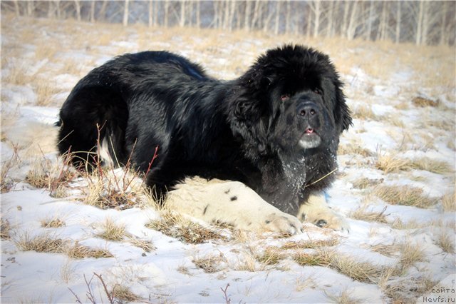 Фото: ньюфаундленд Фиаметтахауз Принцесс Бьюти