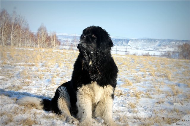 Фото: ньюфаундленд Фиаметтахауз Принцесс Бьюти