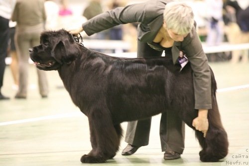Фото: Нина Базулина, ньюфаундленд С'Нежная Вьюга Амороне Сартори (S'Nezhnaya Vjuga Amorone Sartori)