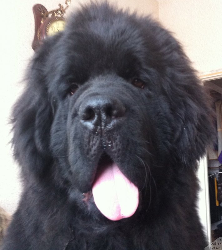 Фото: ньюфаундленд Плюшевая Панда Чизаре Мартини