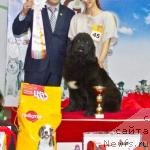 Фото: ньюфаундленд Супер Премиум Мальта