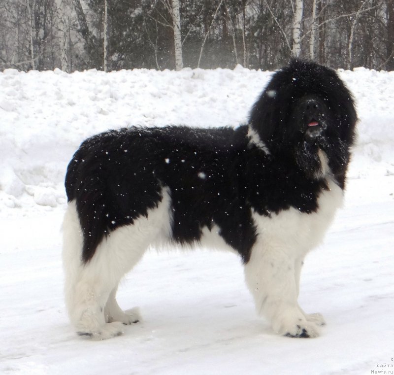 Фото: ньюфаундленд Фиаметтахауз Претти Дрим