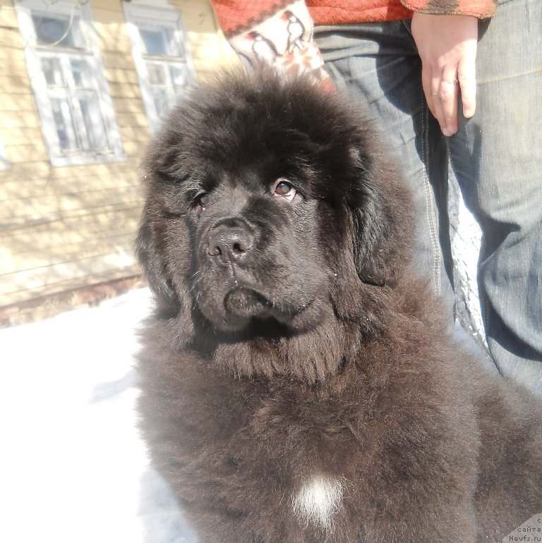 Фото: ньюфаундленд Сафари Шамба Климовна