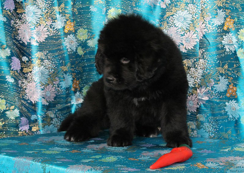 Фото: ньюфаундленд Спарт Грейт Бавария Бель (Spart Great Bavariya Bell)