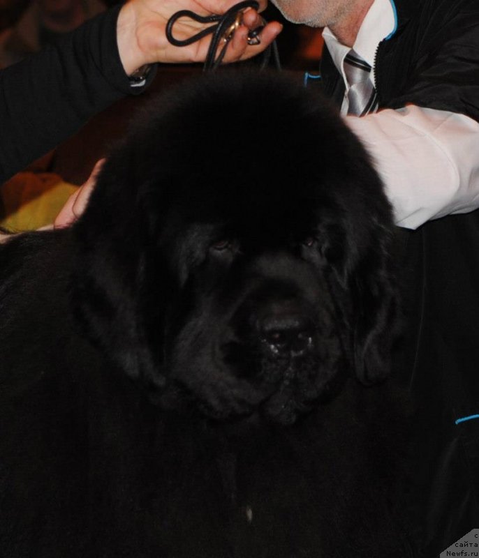 Фото: BLU EMPEROR OF NEWFOUNDLAND