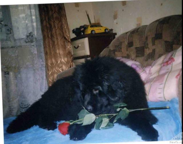 Фото: ньюфаундленд Бекингем