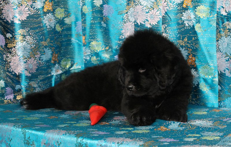 Фото: ньюфаундленд Спарт Грейт Бавария Бель (Spart Great Bavariya Bell)