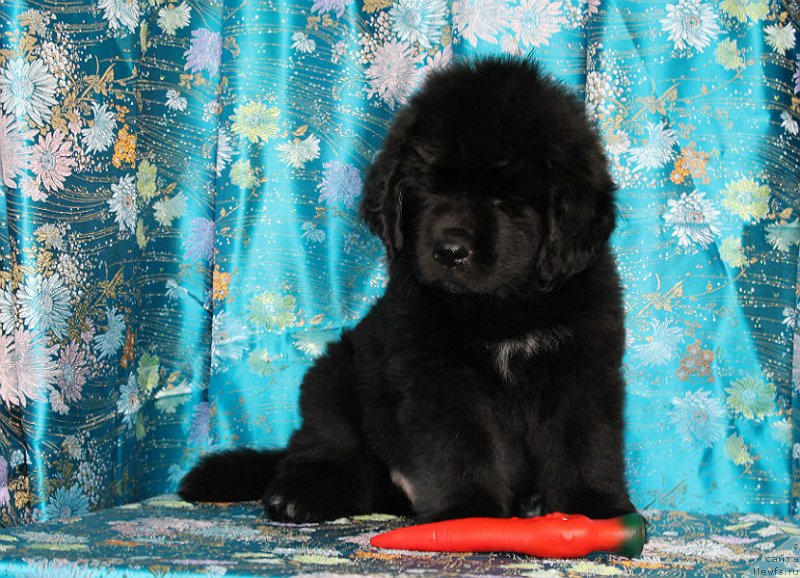 Фото: ньюфаундленд Спарт Грейт Бавария Бель (Spart Great Bavariya Bell)