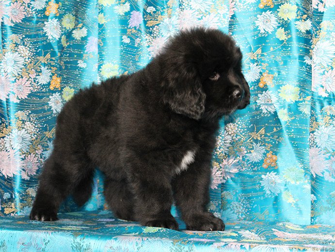 Фото: ньюфаундленд Сапфир Деар Бавария Бель (Sapfir Dear Bavariya Belle)