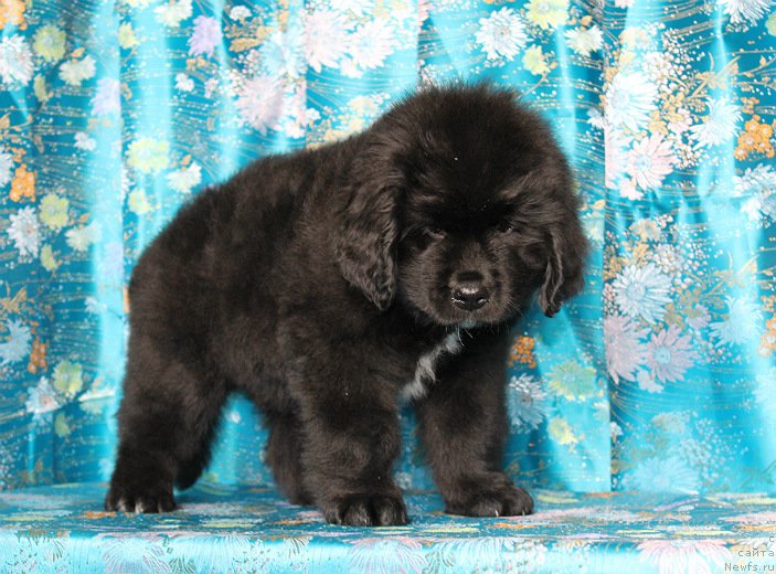 Фото: ньюфаундленд Сапфир Деар Бавария Бель (Sapfir Dear Bavariya Belle)