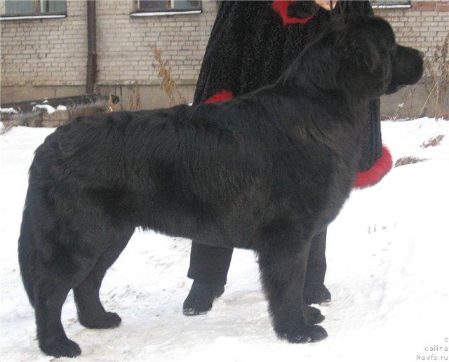 Фото: ньюфаундленд Адмирал