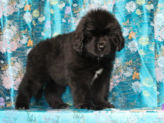 Фото: ньюфаундленд Сапфир Деар Бавария Бель (Sapfir Dear Bavariya Belle)