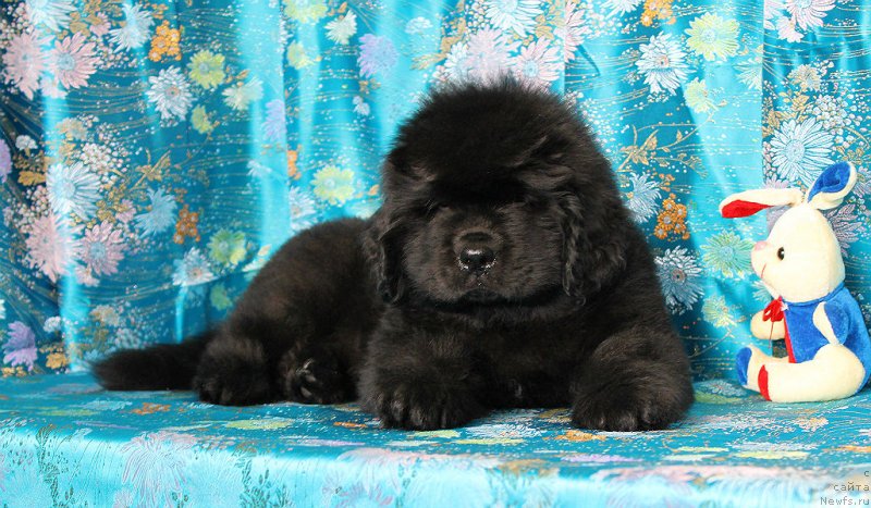 Фото: ньюфаундленд Султан Бест Бавария Бель (Sultan Best Bavariya Belle)