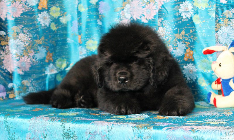 Фото: ньюфаундленд Султан Бест Бавария Бель (Sultan Best Bavariya Belle)