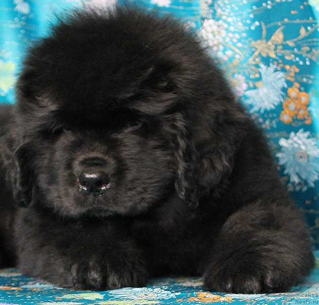 Фото: ньюфаундленд Султан Бест Бавария Бель (Sultan Best Bavariya Belle)