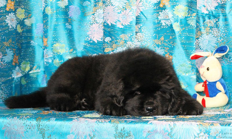 Фото: ньюфаундленд Султан Бест Бавария Бель (Sultan Best Bavariya Belle)