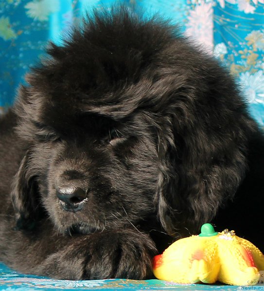 Фото: ньюфаундленд Сан Шейх Бавария Бель (Sun Sheikh Bavariya Belle)