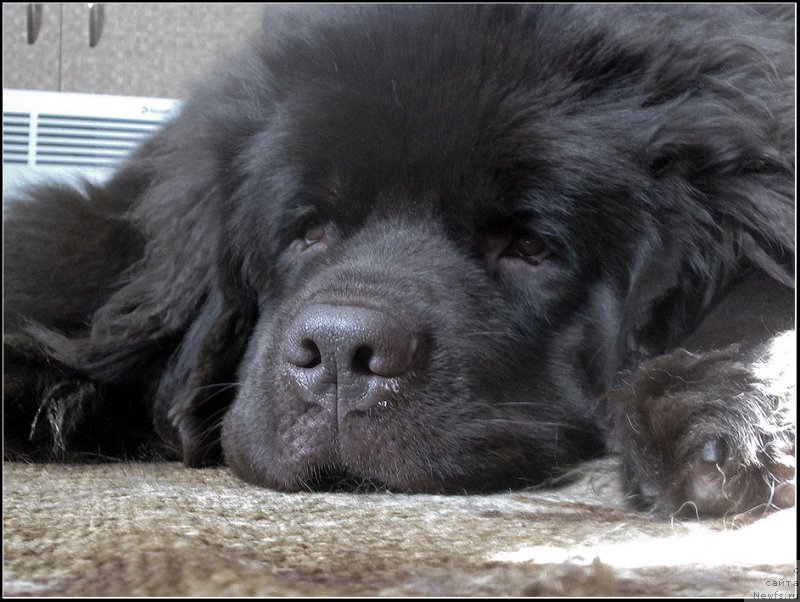 Фото: ньюфаундленд Хозяйка Дома с Берега Дона (Hozjajka Doma s Berega Dona)