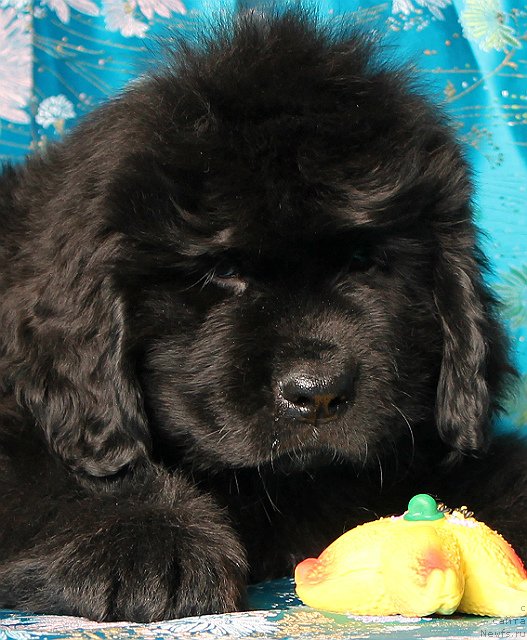 Фото: ньюфаундленд Сан Шейх Бавария Бель (Sun Sheikh Bavariya Belle)