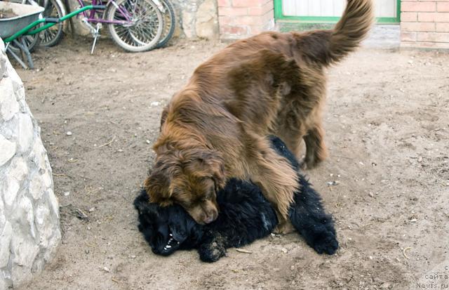 Фото: ньюфаундленд Юган с Тоянова Городка (Ygan s Toyanova Gorodka), ньюфаундленд Лесная Сказка Изольда