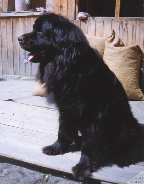 Фото: ньюфаундленд Естер Хильвуг