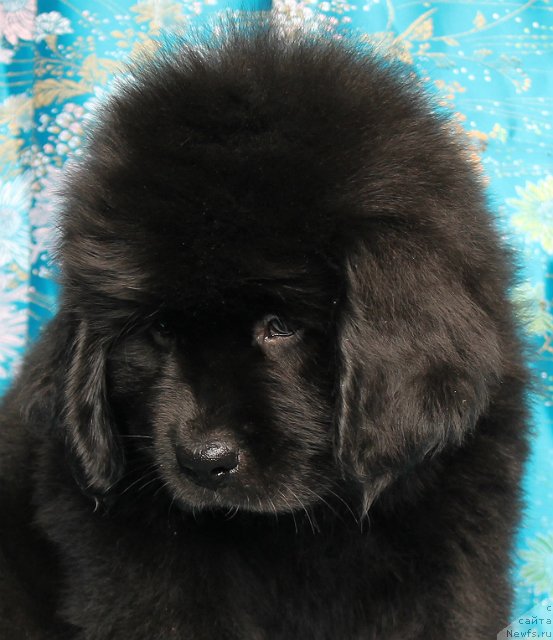 Фото: ньюфаундленд Стефания Джувел Бавария Бель (Stefania Jewel Bavariya Belle)