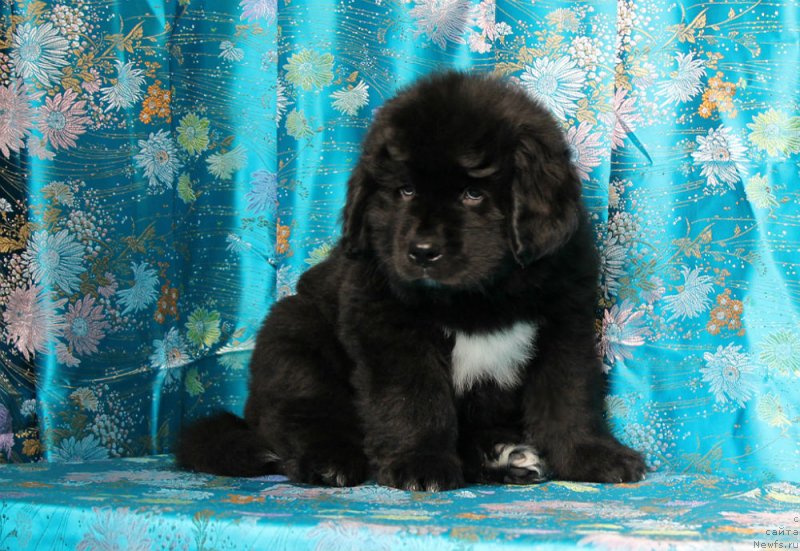 Фото: ньюфаундленд Сандра Роуз Бавария Бель (Sandra Rose Bavariya Belle)