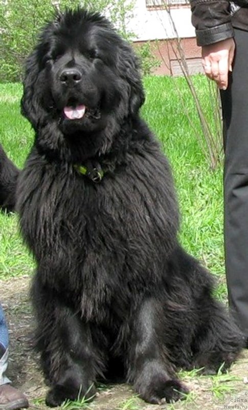 Фото: ньюфаундленд Фанньюф Улетная Девчонка (Funnewf Uletnaya Devchenka)