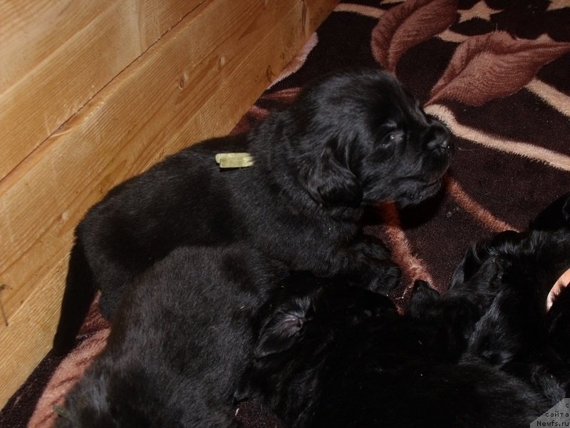 Фото: ньюфаундленд Гранд Бэби Ариадна