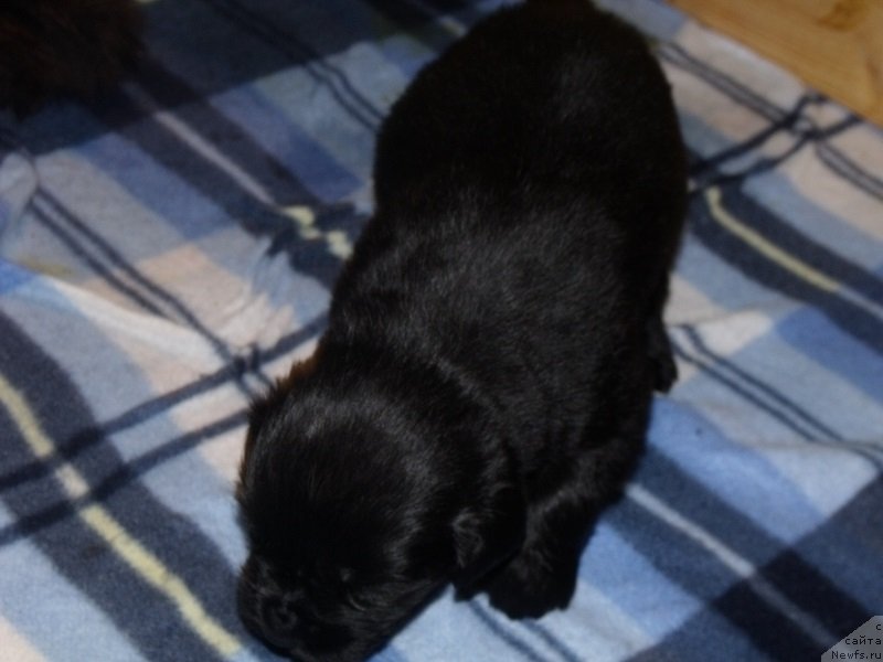 Фото: ньюфаундленд Гранд Бэби Ариадна