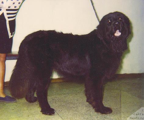 Фото: ньюфаундленд Бебби Сейвер