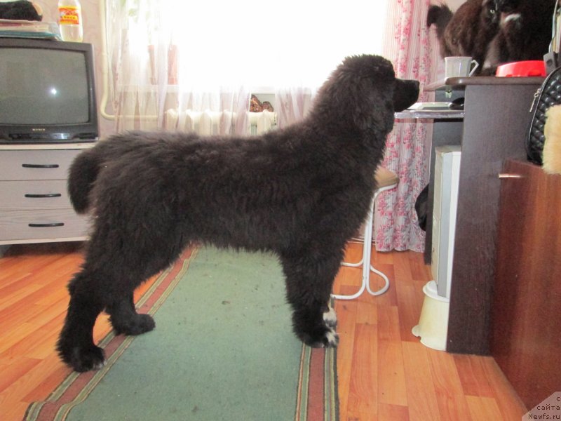 Фото: ньюфаундленд Старди Коллекшн Баловень