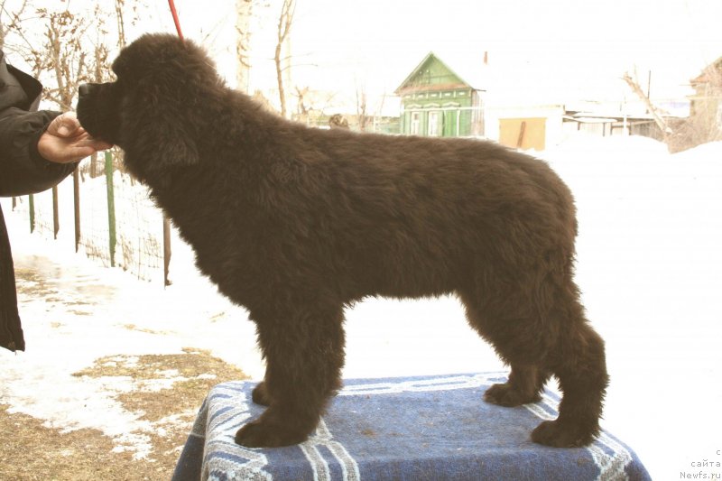 Фото: ньюфаундленд Дак Прайд Валентино (Dark Pride Valentino)