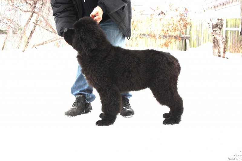 Фотография № 119424