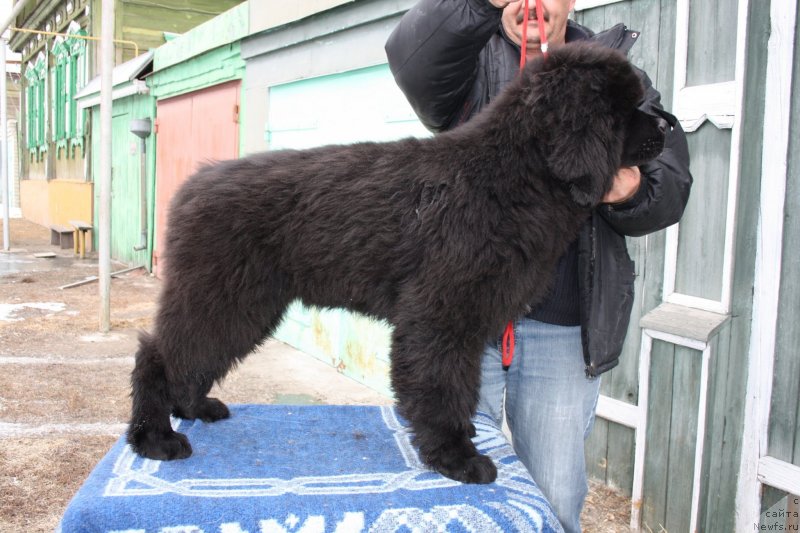Фото: ньюфаундленд Дак Прайд Валентино (Dark Pride Valentino)