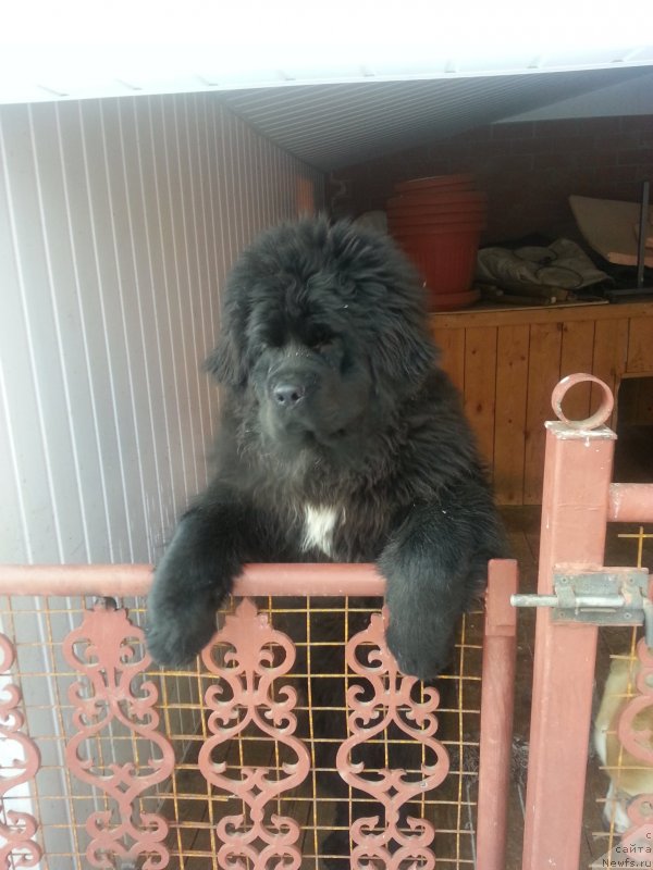 Фотография № 119426