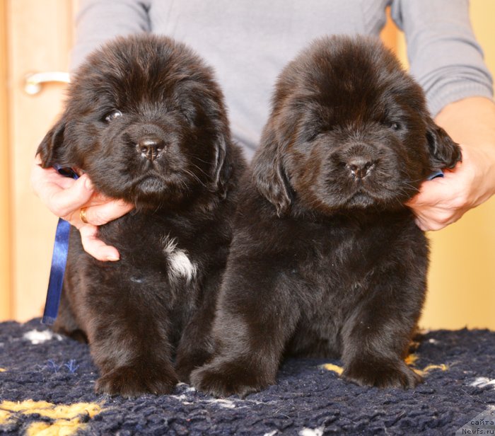 Фото: Бегущая по волнам Есперанто, Бегущая по волнам Елвис