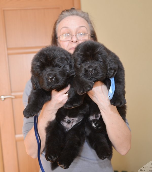 Фото: Бегущая по волнам Есперанто
Бегущая по волнам Елвис