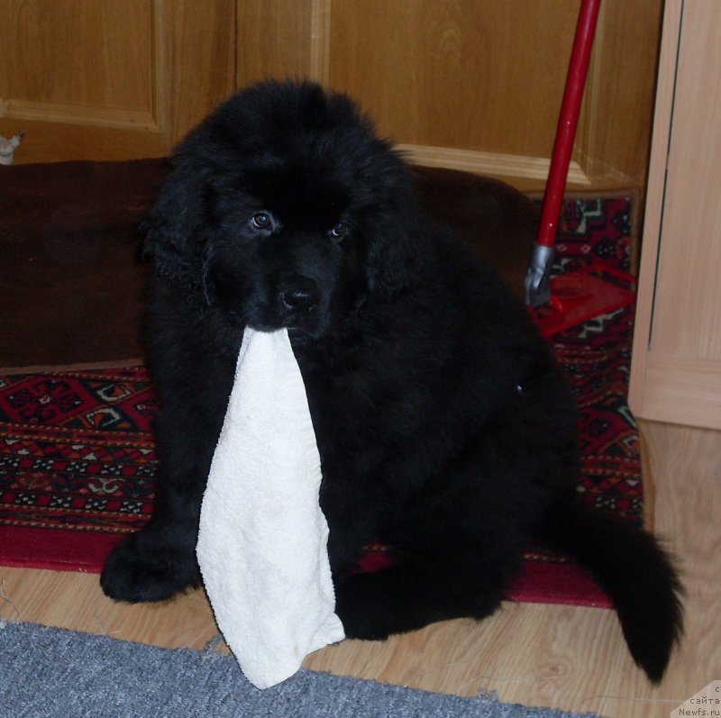 Фотография № 119437