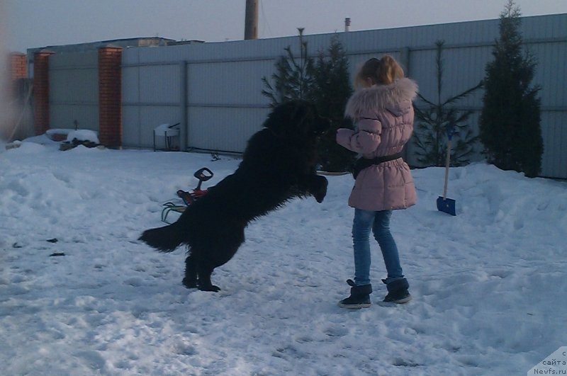 Фото: ньюфаундленд Сент Джонс Юкатан